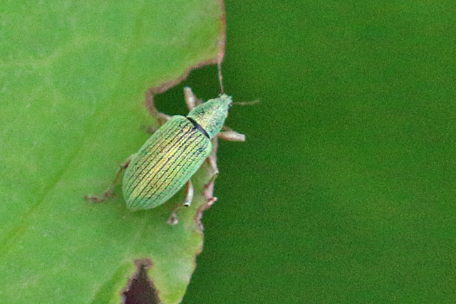 Groene Struiksnuitkever